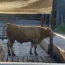 Charlaois bulls Image 9