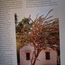 Thomas Pakenham / In Search of Remarkable Trees / 1st edition/ 2007 Image 9