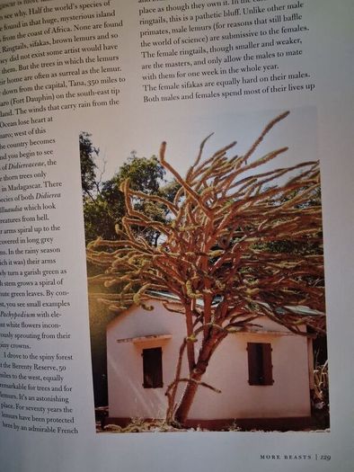 Thomas Pakenham / In Search of Remarkable Trees / 1st edition/ 2007
