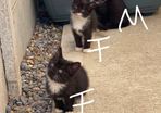 4 Gorgeous Tuxedo Kittens Looking for Loving Homes