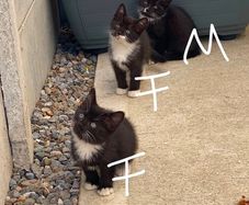 4 Gorgeous Tuxedo Kittens Looking for Loving Homes