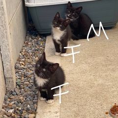 4 Gorgeous Tuxedo Kittens Looking for Loving Homes