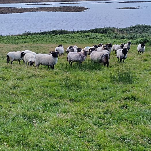 Black face horny Hoggets