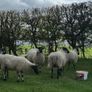 22 Mule Hoggets Image 5