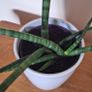 Healthy Sansevieria Cylindrica (African Spear) in Ceramic Pot Image 3