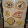 Large Framed Medial Illustration Image 2