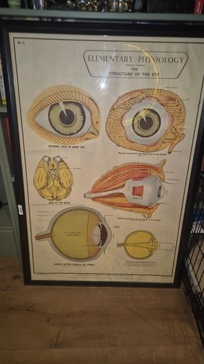 Large Framed Medial Illustration