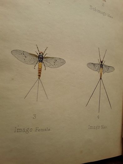 Vintage Fly fishing book