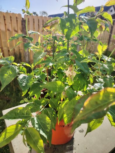 Plant
