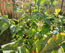 Plant