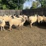 Hogget ewes mostly Suffolk X Image 2