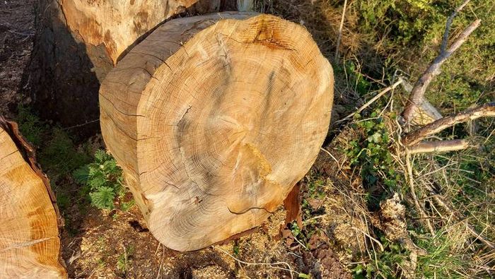 Ringed Firewood (Uncut)