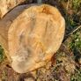 Ringed Firewood (Uncut) Image 3