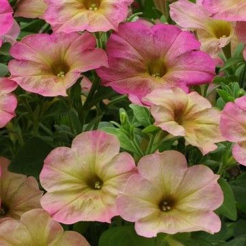 (P) Petunia Zora H Seeds (15s) (415960)