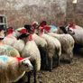 Ewe lambs Image 8