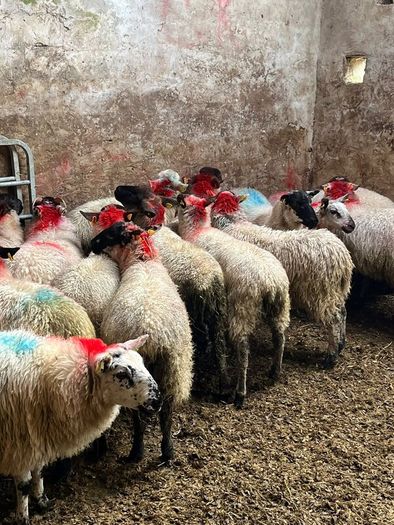 Ewe lambs