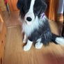 Large collie dog Image 2