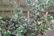 Euonymus fortunei Emerald Gaiety - Spindle