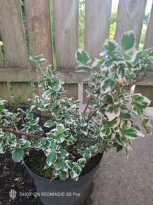 Euonymus fortunei Emerald Gaiety - Spindle