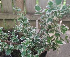 Euonymus fortunei Emerald Gaiety - Spindle