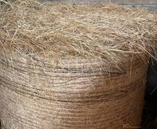 2025 Hay