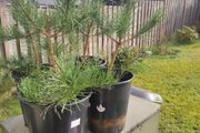 Plant