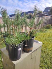 Plant