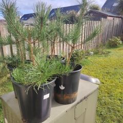 Plant