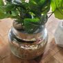 Artificial Plants in Ceramic, Glass, Stone & PVC Pots x8 Image 7