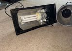 Reptile lamps