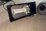 Reptile lamps