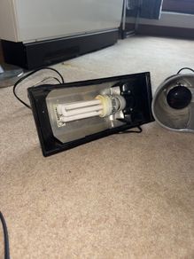 Reptile lamps