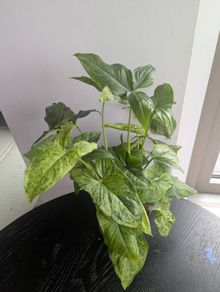 Syngonium Mottled Plant Plant