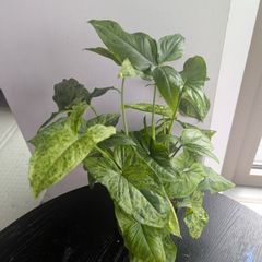 Syngonium Mottled Plant Plant