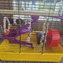 Hamster cage Image 5
