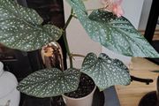 Begonia   Maculata