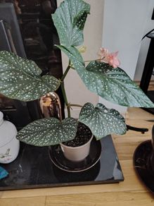 Begonia   Maculata