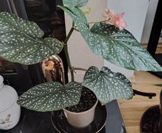 Begonia   Maculata