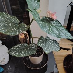 Begonia   Maculata