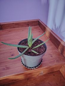 aloe vera