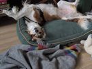 Pet/house sitting and pet walking Image 5