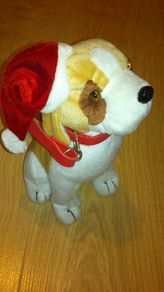 Dog teddy with Santa hat