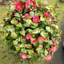 Camellia japonica Roger Hall pink Image 7