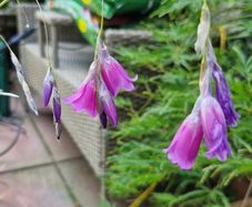 Ornamental grass