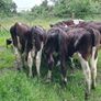 Bull calves Image 3