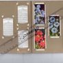Wills's Cigarette Picture-card Album  Of Garden Flowers Image 10