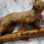 Pine Marten Taxidermy Image 3