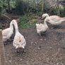 Pair of geese. Image 2