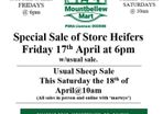 Sheep and Cattle