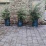 Quality Coral Berry Hedging in sizes Image 2